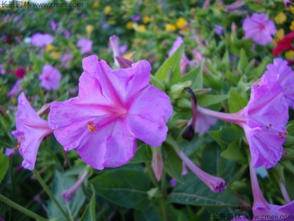 紫茉莉种子发芽出苗开花图片