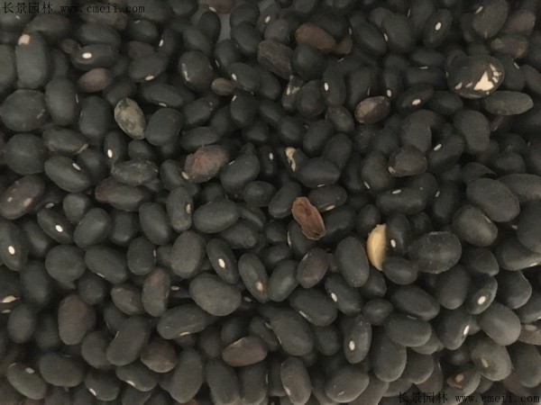 黑豆种子图片