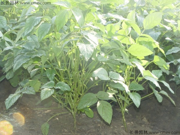 黑豆种子发芽出苗图片