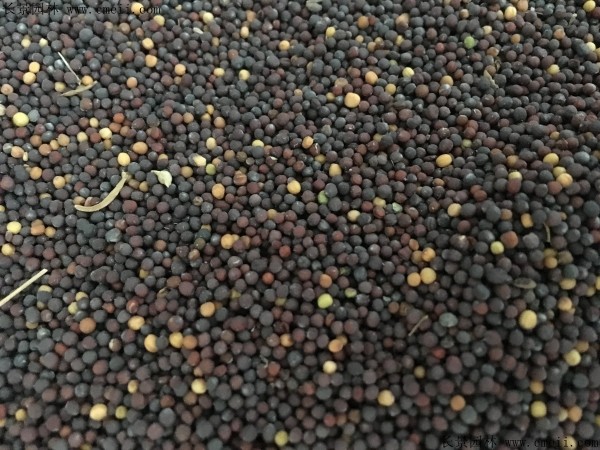 油菜籽种子图片