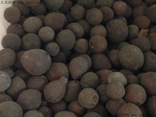 潘石榴种子图片
