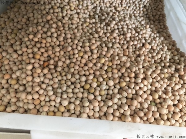 香豌豆种子图片