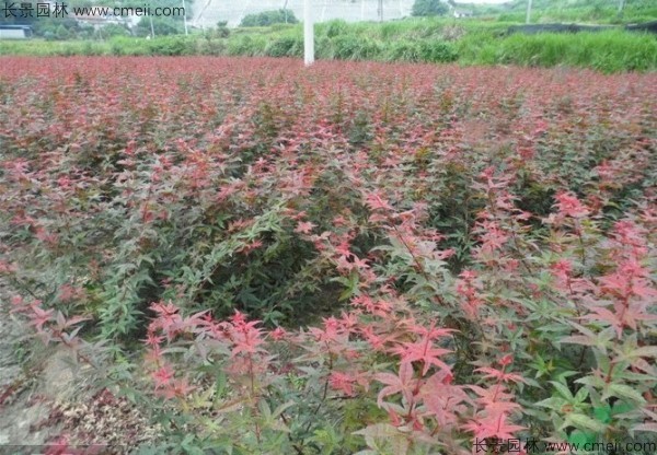 日本红枫种子发芽出苗图片