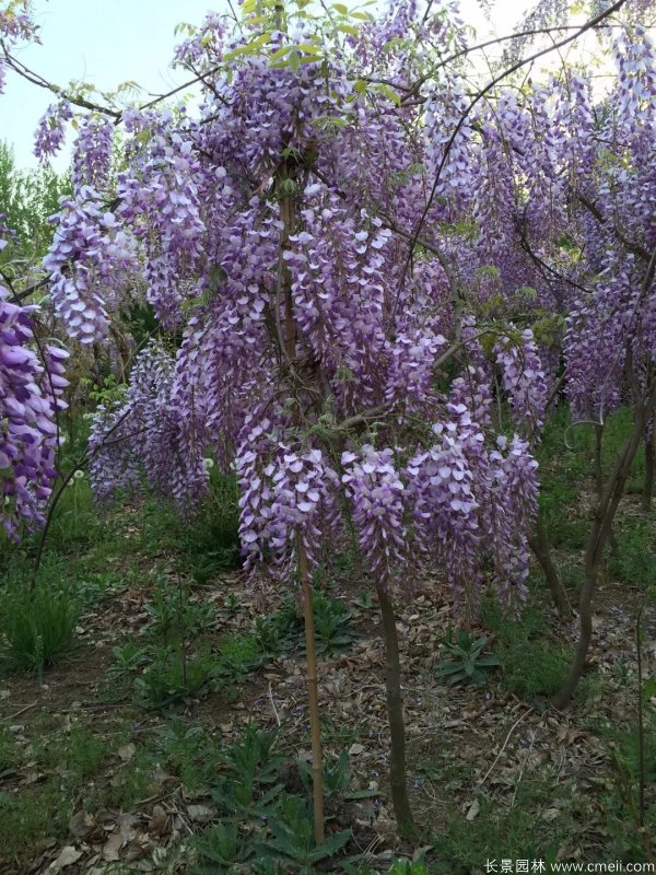 日本丰花型紫藤