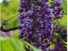 紫藤品种图片