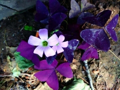紫叶草种苗