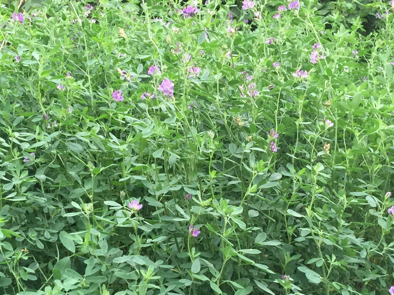 包衣紫花苜蓿种子