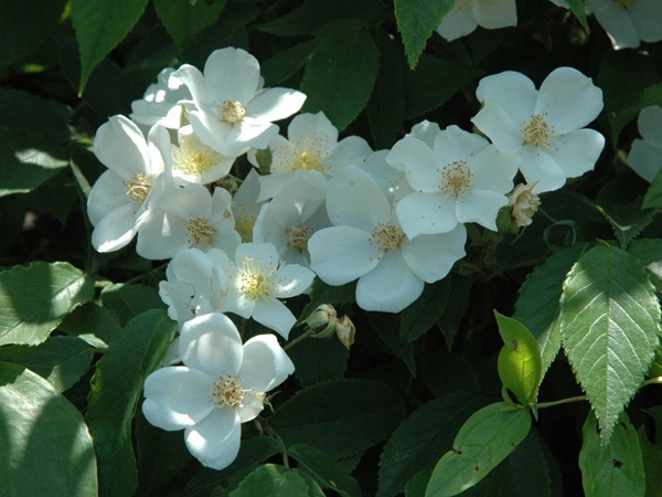 白刺花种子