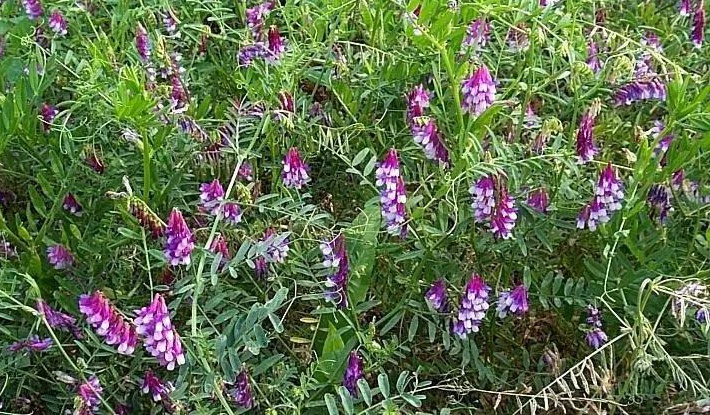 光叶紫花苕什么时候播种光叶紫花苕栽培管理技术