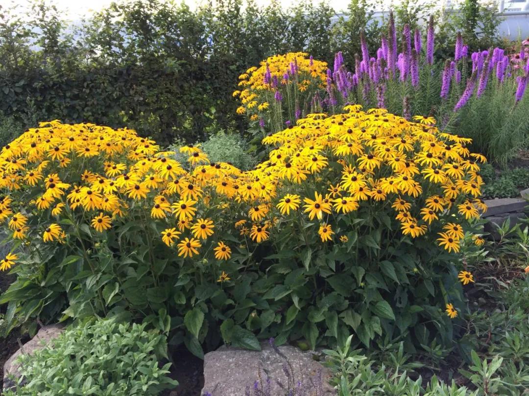 10个最热销的金光菊品种，惊艳了整个夏天