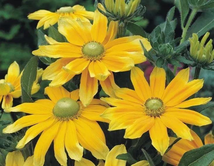 10个最热销的金光菊品种，惊艳了整个夏天