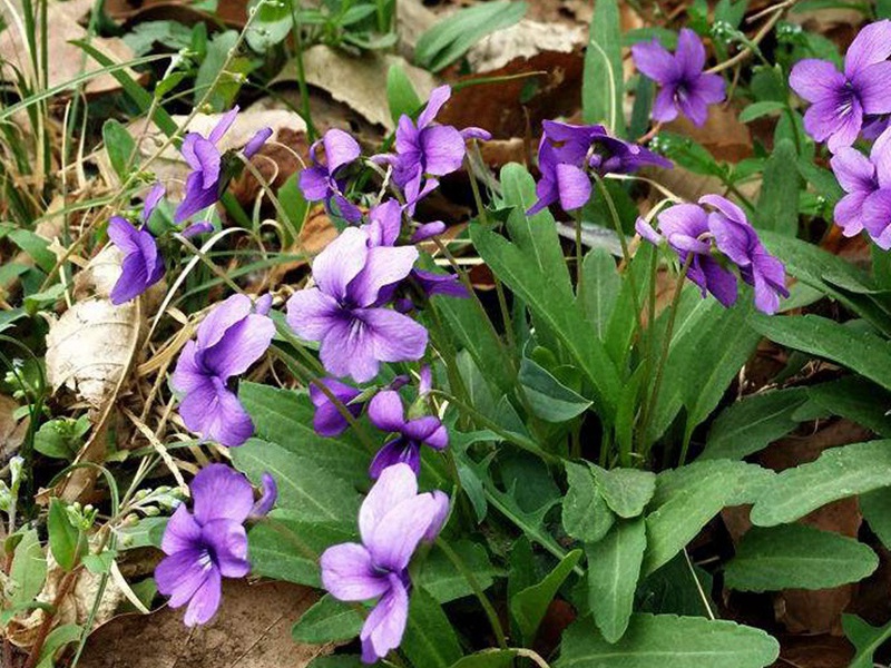 紫花地丁种子怎么播种几天可以发芽