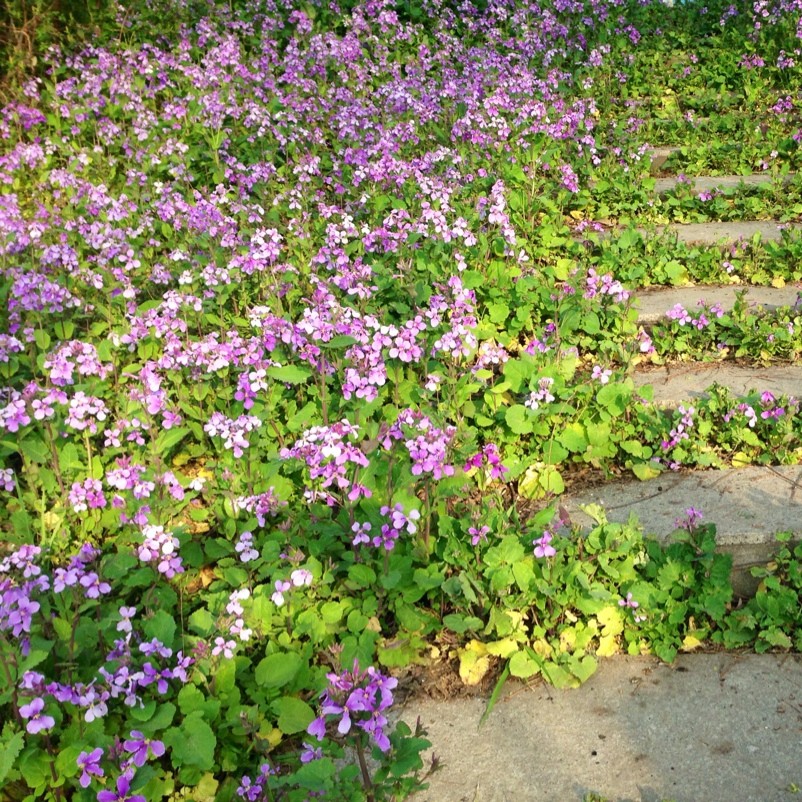 二月兰花期是二月份吗适合播种在什么地方