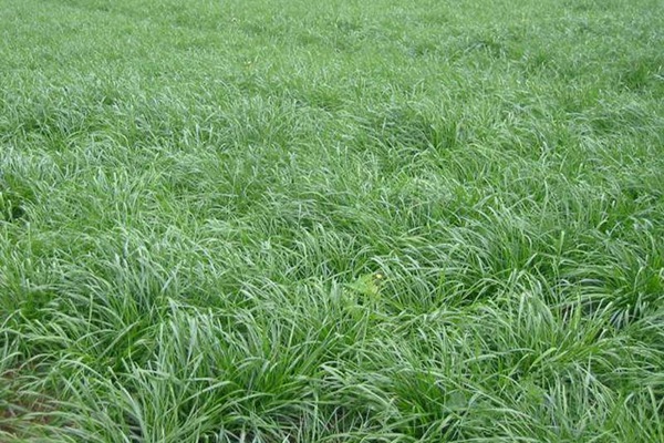 冬牧70黑麦草在东北可以种植吗