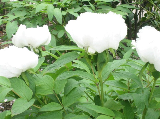 白芍药花语什么时候开花