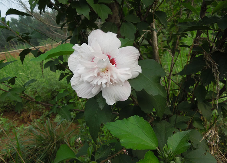 白木槿的花语