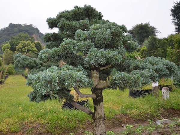 大型五针松造型需要等待1~3年的时间才能够使用,需要预留出足够的生长