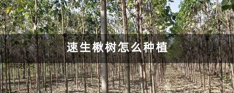 速生楸树怎么种植