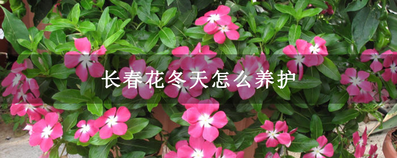 长春花冬天怎么养护