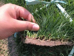 草坪发芽后什么时候施肥