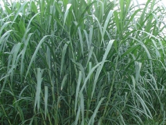 皇竹草在积水地可以种植吗