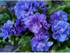 蓝莓冰沙木槿
