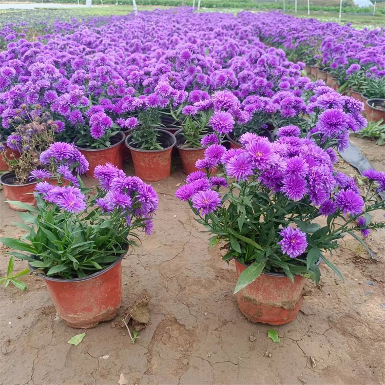 丹麦翠菊荷兰菊重瓣紫苑