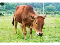 10头牛一年吃多少亩干草