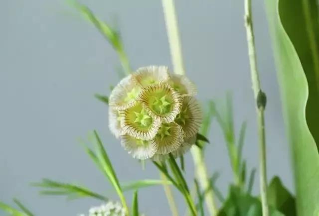 轮峰菊的形态特征、生长习性及种植方法
