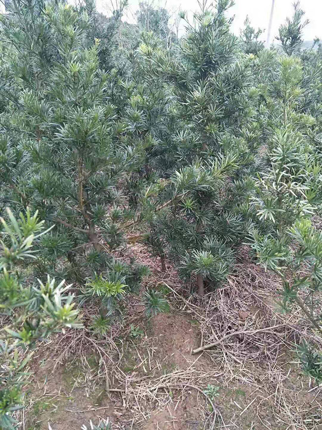 罗汉松种植前景好吗?种植罗汉松经济效益