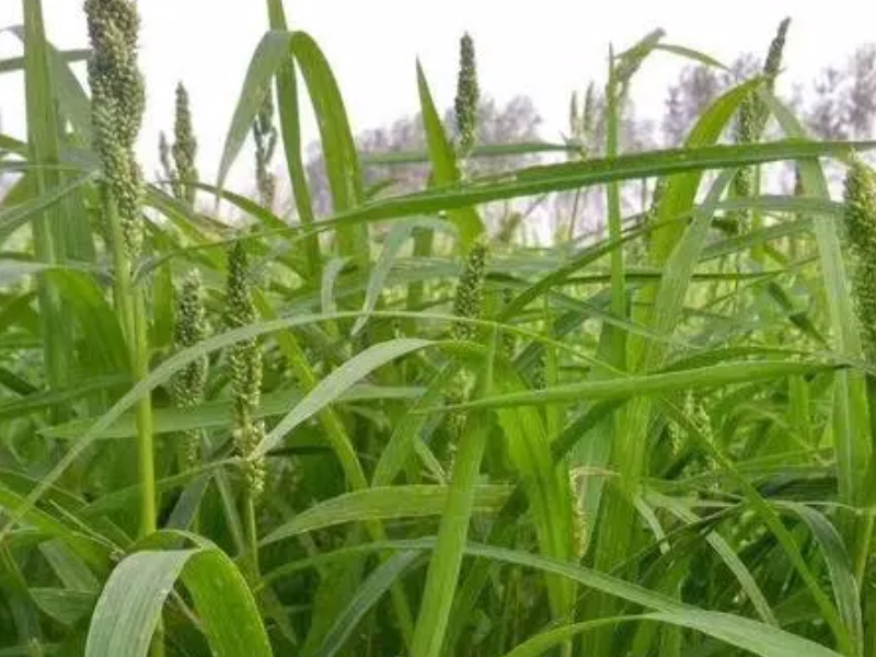 包衣宽叶雀稗种子适合种植在什么地方可以使用多久 花海建设 长景园林网