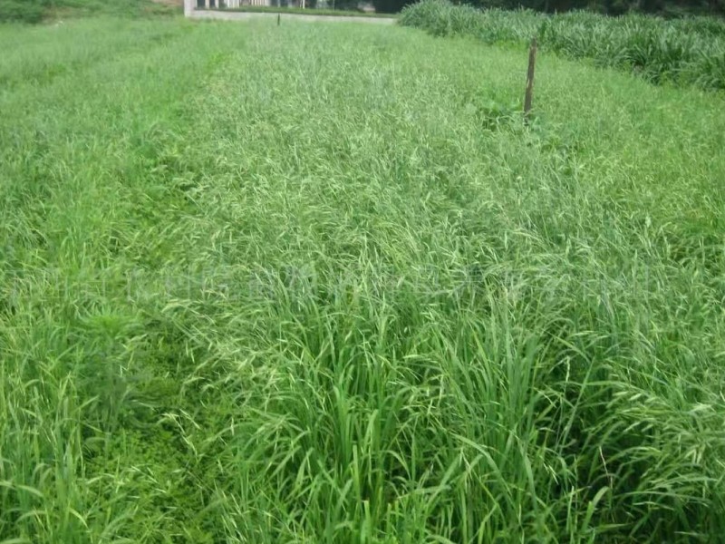 海南省荒山适合种植草吗 花海建设 长景园林网